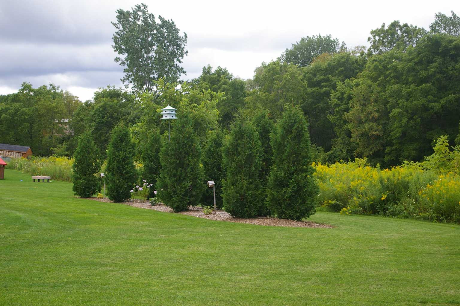 Outdoor Landscape Trees
 Maintenance Landscape Design Tree Mendus Nursery