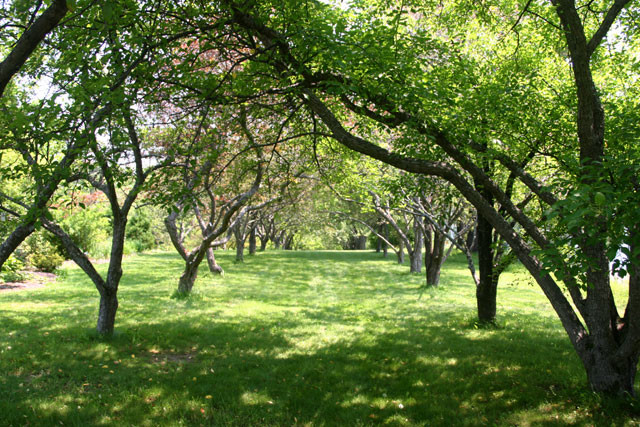 Outdoor Landscape Trees
 Lyle E Littlefield Ornamentals Trial Garden