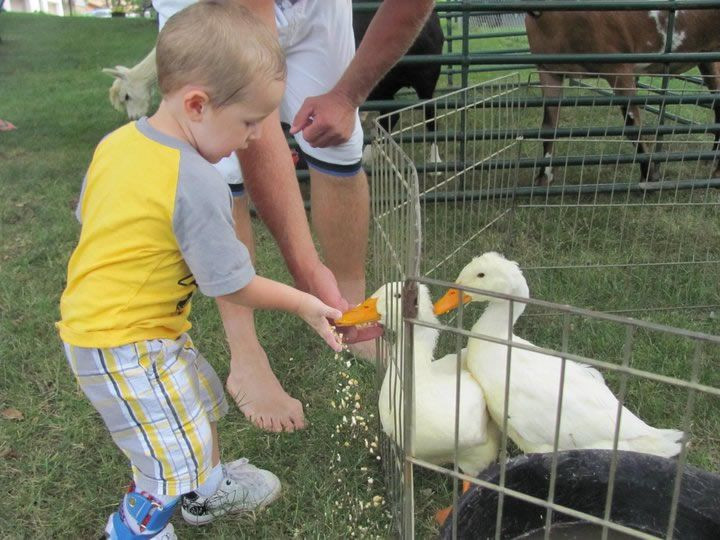 Petting Zoo Rental For Birthday Party
 Rent traveling petting zoo animals and pony rides for