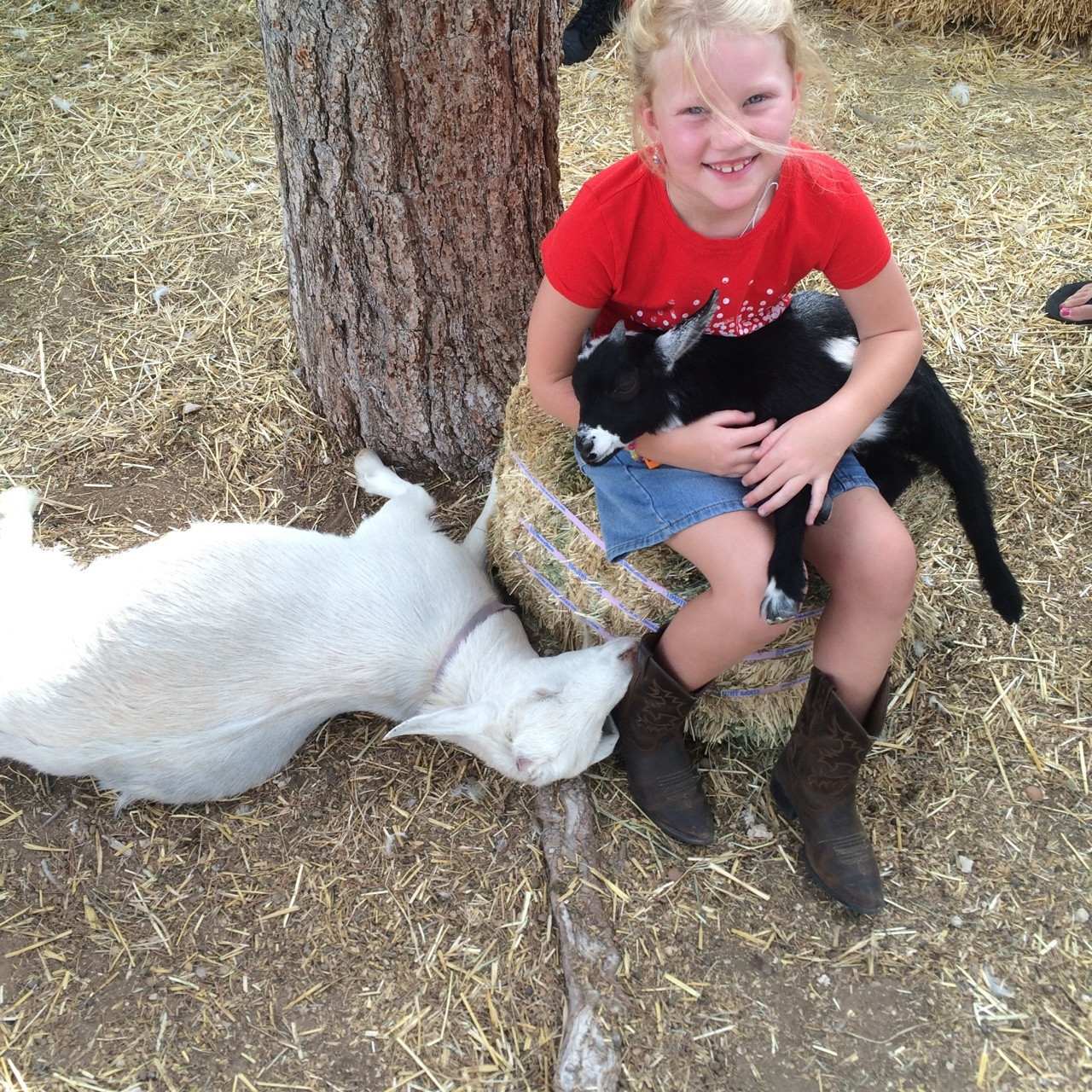 Petting Zoo Rental For Birthday Party
 Pony Party Time – Pony Rides and Petting Zoo for Birthday
