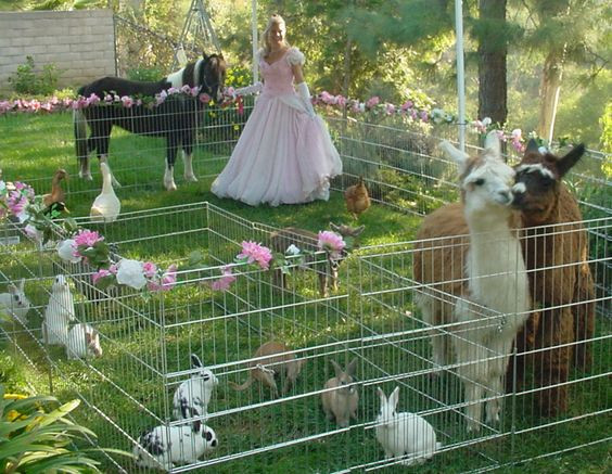 Petting Zoo Rental For Birthday Party
 Hiring Childrens Birthday Party Entertainment