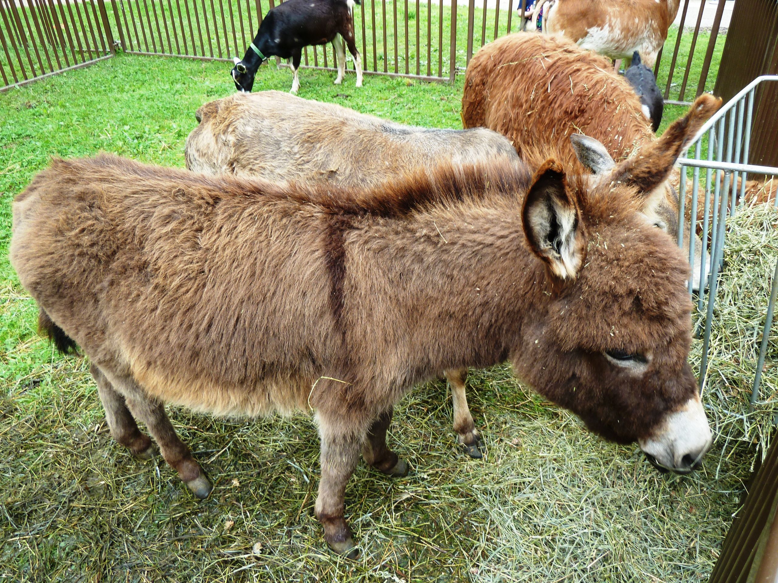 Petting Zoo Rental For Birthday Party
 Petting Zoo Animals for Kid Party
