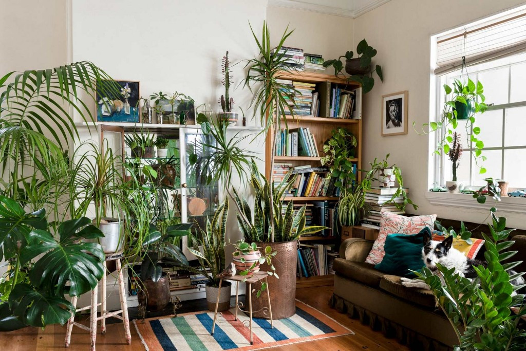 Plants In Living Room Ideas
 10 Excellent Ideas To Display Living Room Indoor Plants
