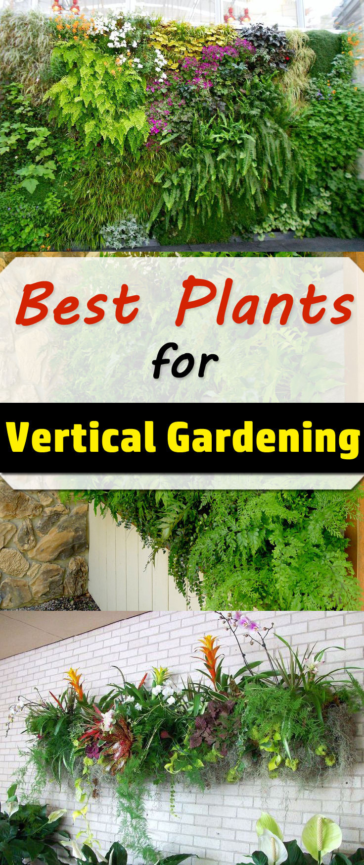 Plants Outdoor Landscape
 Best Plants For Vertical Garden