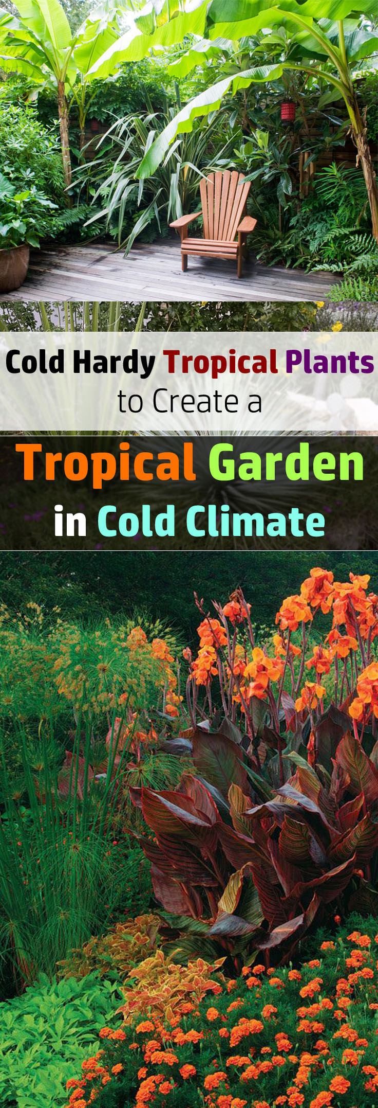 Plants Outdoor Landscape
 14 Cold Hardy Tropical Plants to Create a Tropical Garden