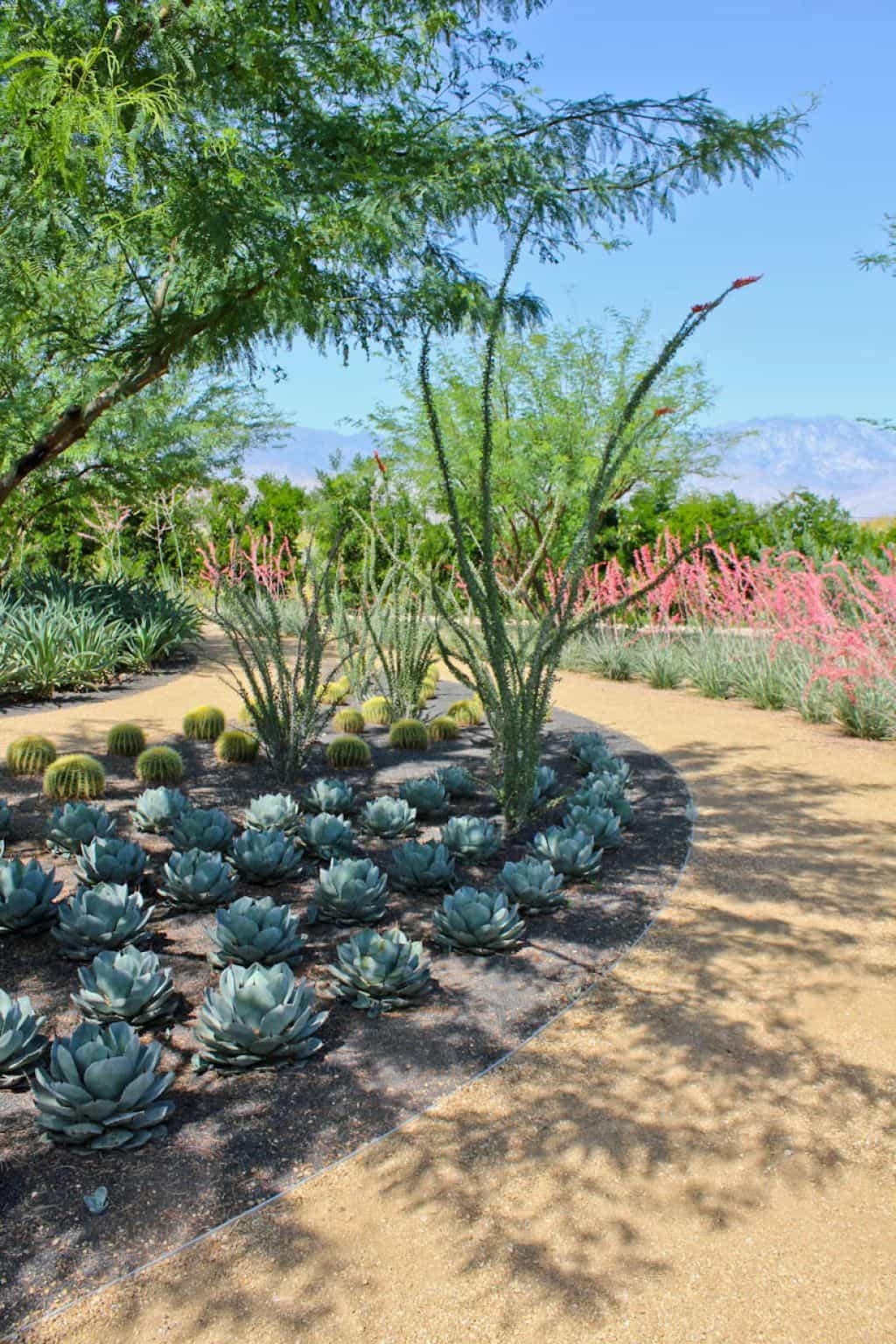 Plants Outdoor Landscape
 Bright Ocotillo Outdoor Plants