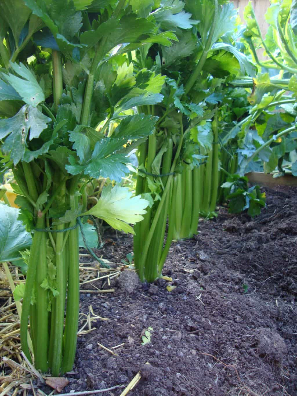 Plants Outdoor Landscape
 Outdoor Garden Celery Plants