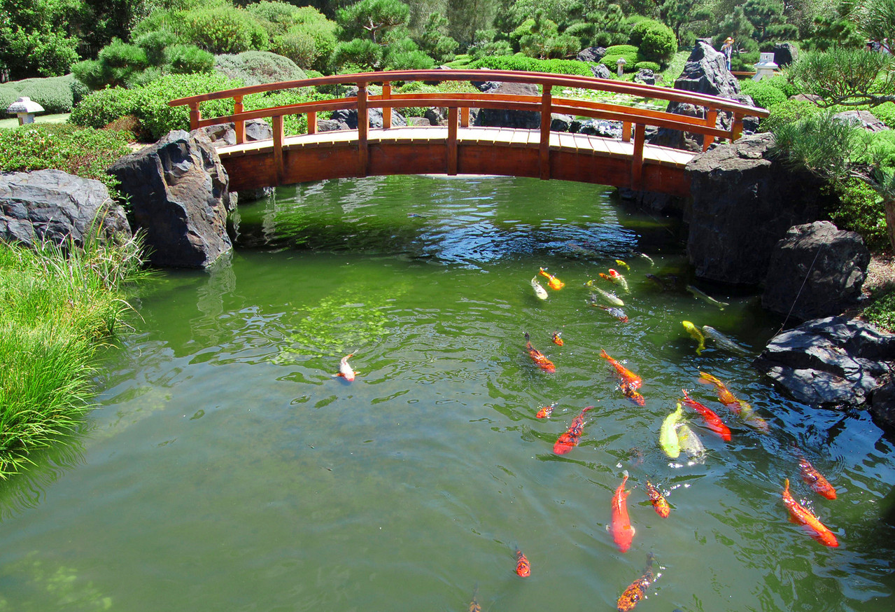 Pond In Backyard
 DIY Build a Natural Fish Pond in Your Backyard