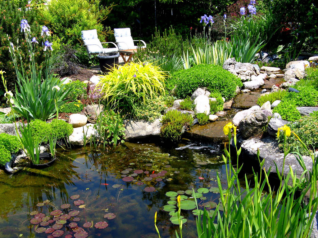 Pond In Backyard
 Native plants for a pond