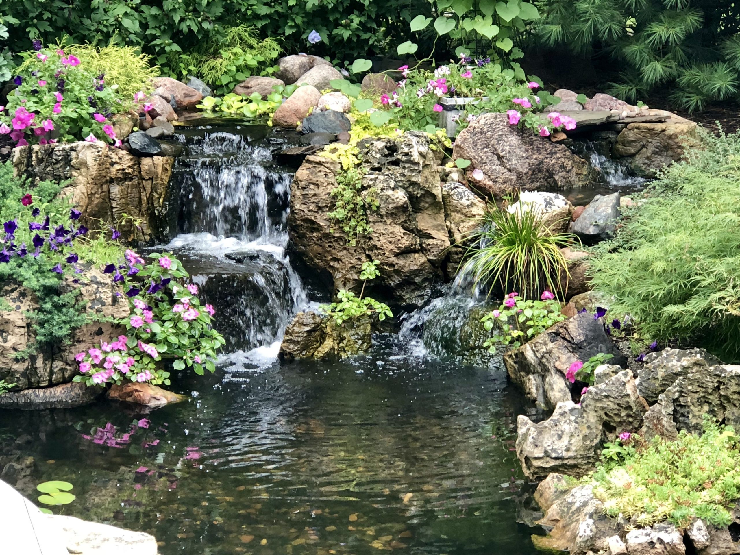 Pond In Backyard
 New Koi Pond Construction Services For Southern California