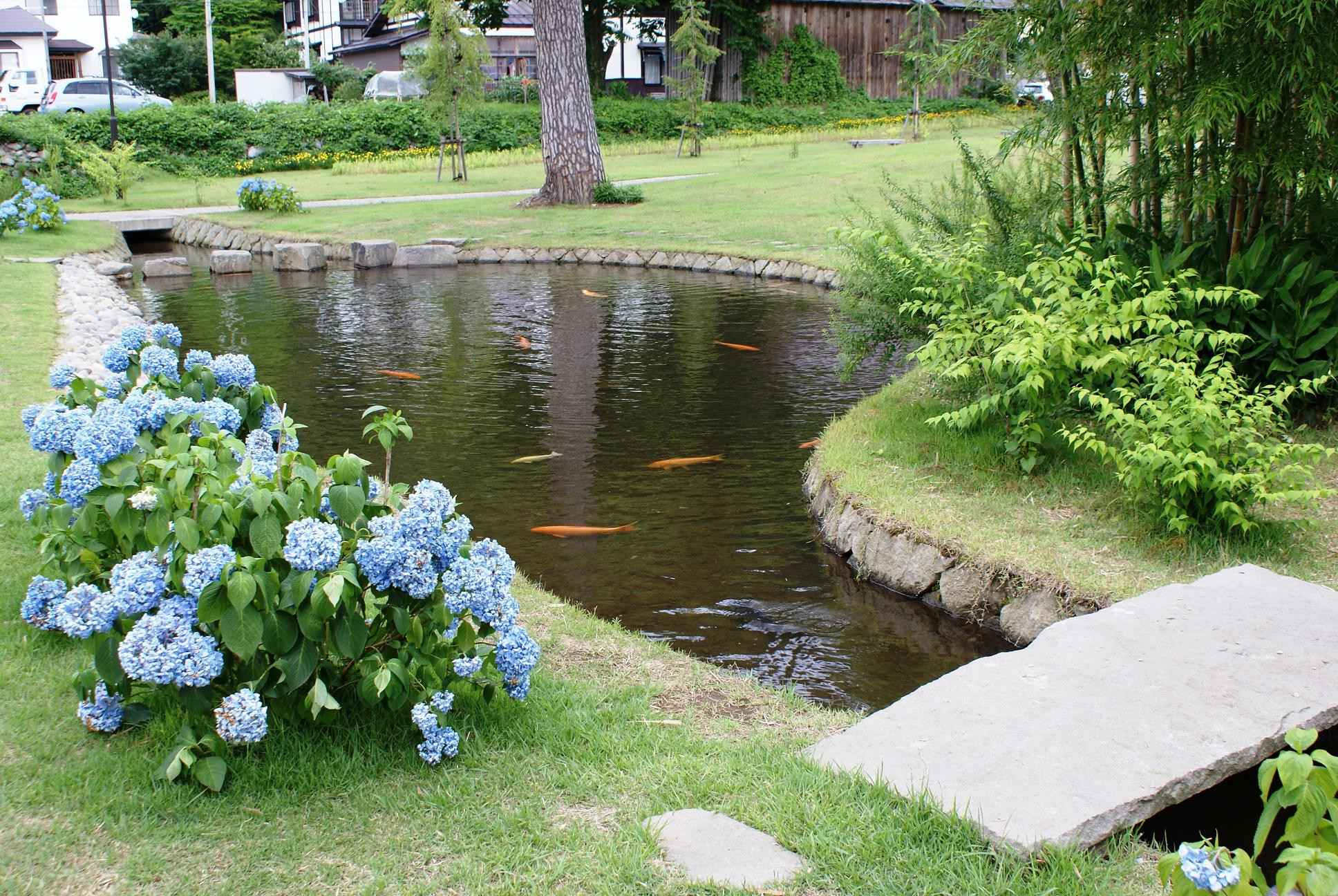 Pond In Backyard
 Sustainable Backyard Fish Farming How to Dig A Pond