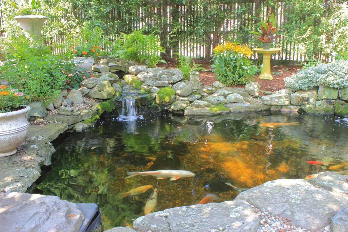 Pond In Backyard
 Backyard Koi Ponds and Water Gardens are a Growing Trend