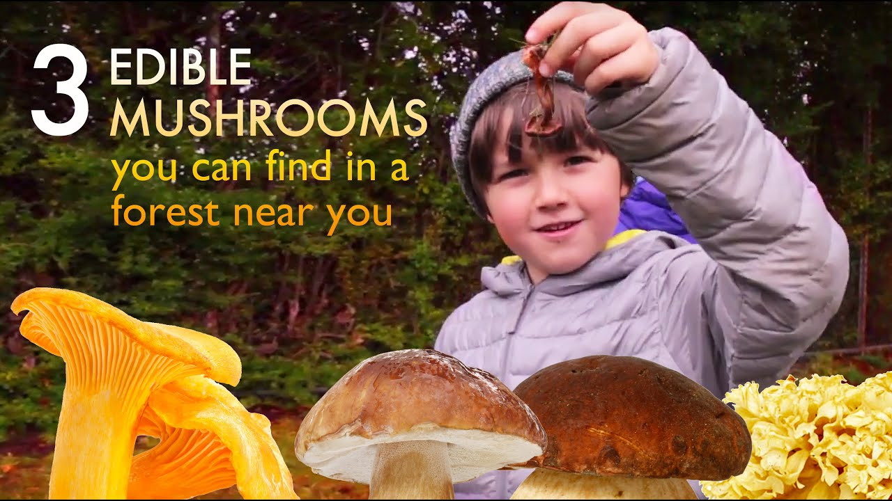 Portobello Mushrooms Dangerous
 Portobello Mushroom Danger All Mushroom Info