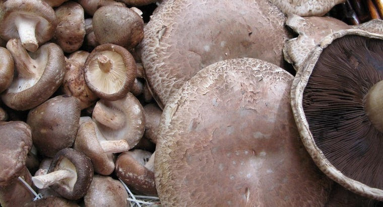 Portobello Mushrooms Dangerous
 Portobello Mushroom Danger All Mushroom Info