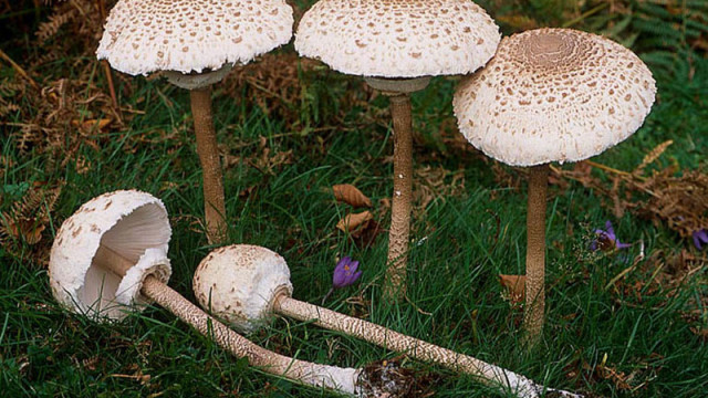 Portobello Mushrooms Dangerous
 10 Edible and Poisonous Mushrooms Guide to Mushroom