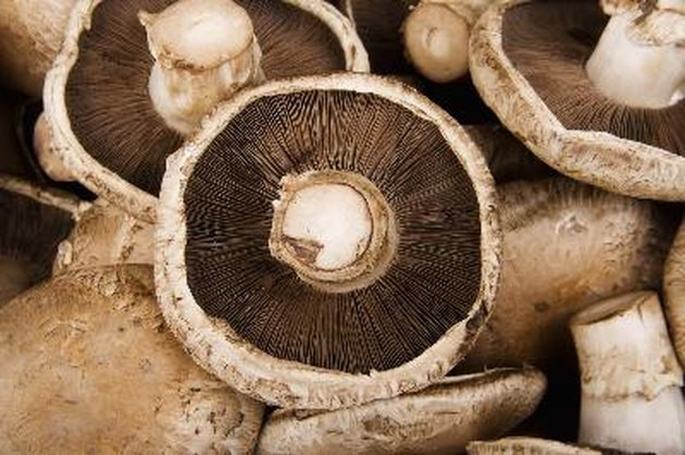 Portobello Mushrooms Dangerous
 How to Grow Portobello Mushrooms at Home