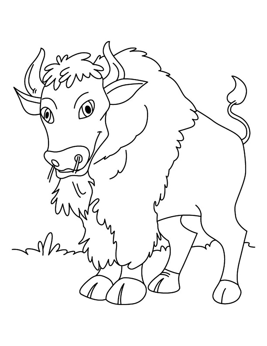 Printable Kids Coloring Pages
 Free Printable Bison Coloring Pages For Kids