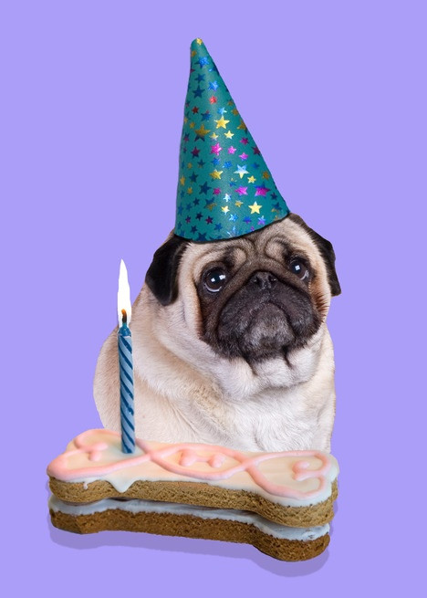 Pug Birthday Cards
 19 best PUG BIRTHDAY CARDS images on Pinterest