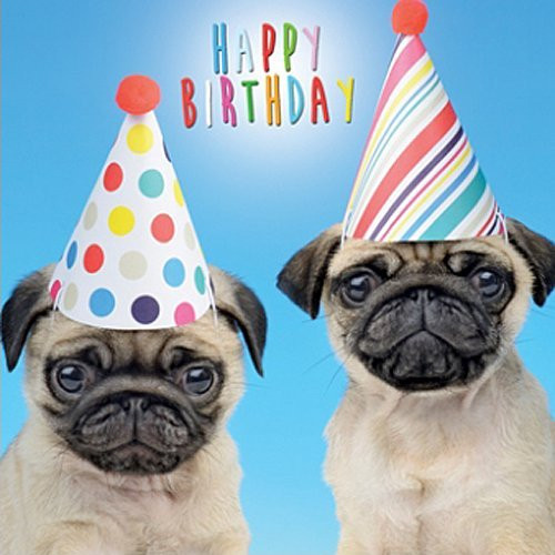 Pug Birthday Cards
 Pug Birthday Card Amazon