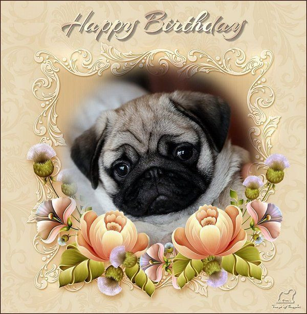 Pug Birthday Cards
 Pug Birthday Card Join the Pugs Friends