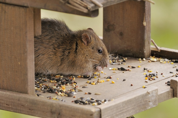 Rats In Backyard
 Do you have an all you can eat buffet for rats in your