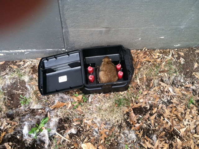 Rats In Backyard
 Rats in yard A mon problem Envirocare Pest Control