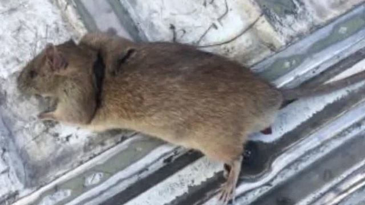 Rats In Backyard
 UPDATE Henderson woman still battling family of rats in