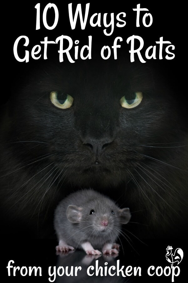 Rats In Backyard
 Getting rid of rats from your chicken coop a plete guide