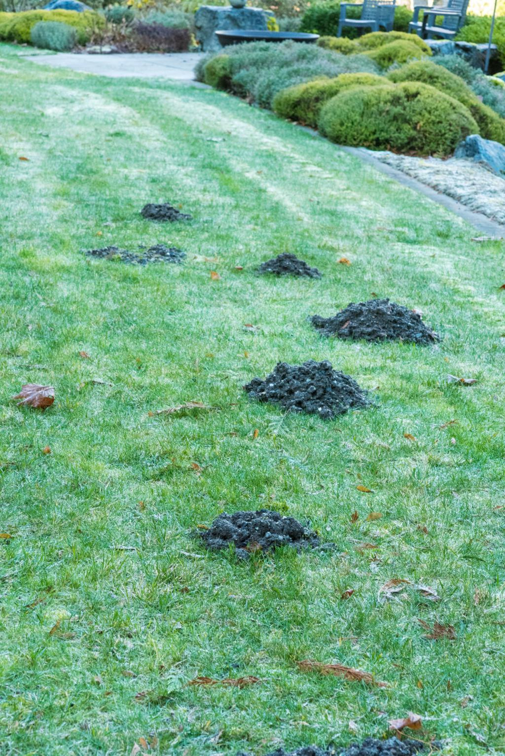 Rats In Backyard
 How to Get Rid Rats In Your Backyard 2021