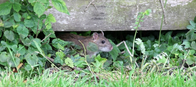 Rats In Backyard
 Do Rats Eat Dog Poop Your Questions Answered