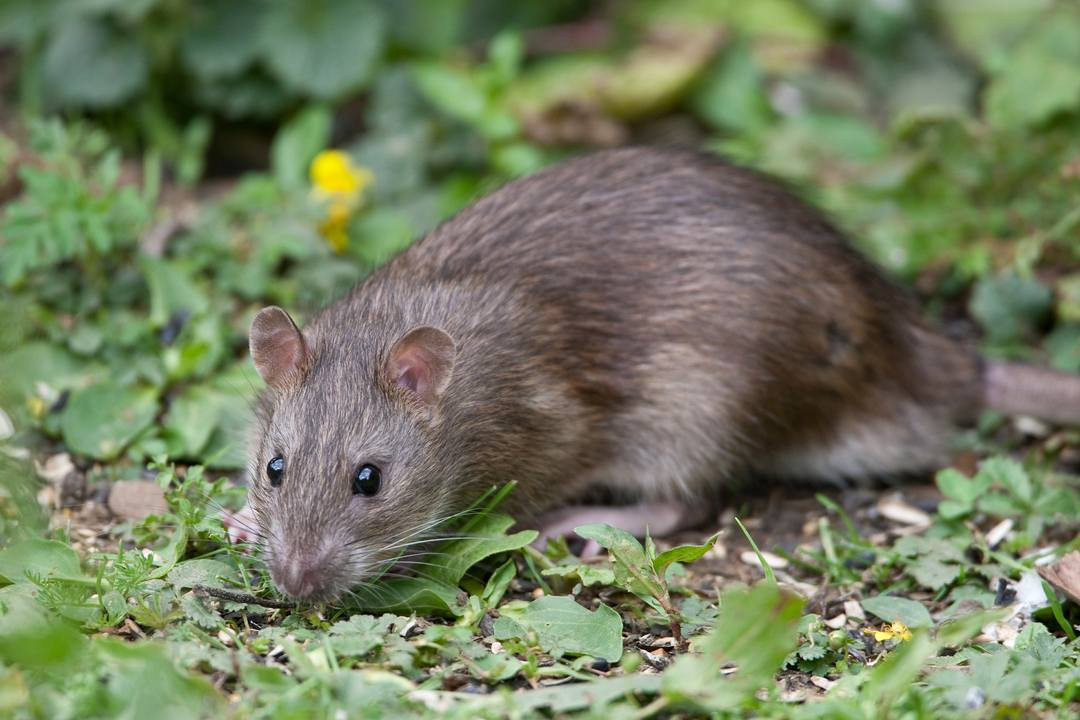 Rats In Backyard
 Rats in the post Heap & Weil s Disease Safety Concerns