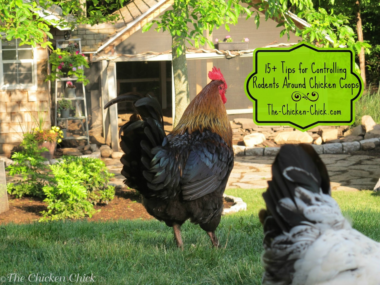 Rats In Backyard
 15 Tips to Control Rodents Around Chicken Coops