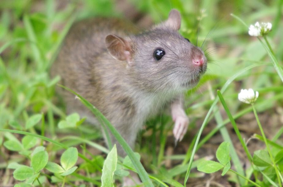 Rats In Backyard
 How to Get Rid of Rats in Your Backyard Best Methods 2019