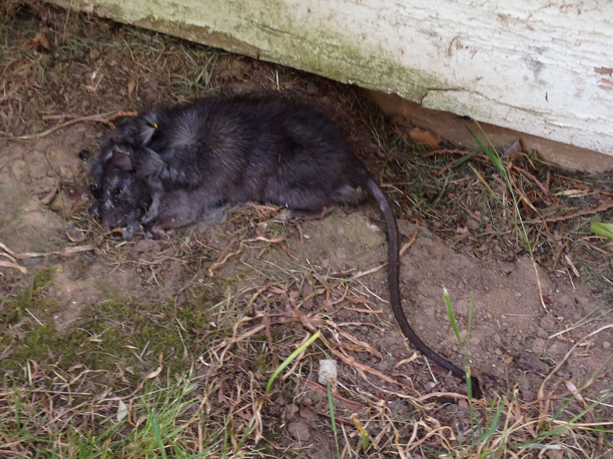 Rats In Backyard
 Found a huge black rat in my backyard is this normal