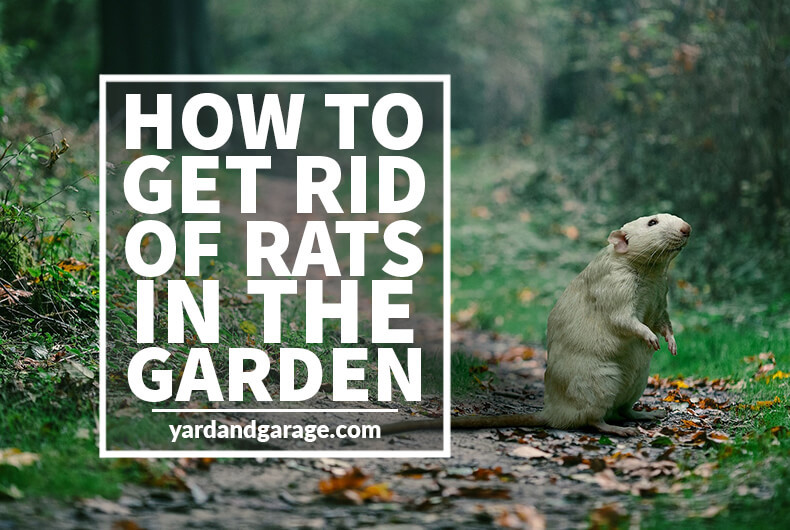 Rats In Backyard
 How to Get Rid of Rats Outside