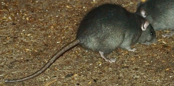 Rats In Backyard
 Pests in the Back Yard An Introduction to Garden Rodents