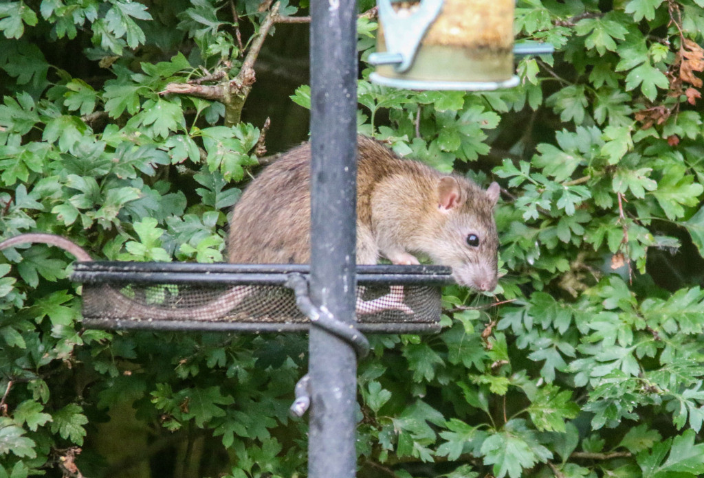 Rats In Backyard
 Did bird feeders attract rats to the backyard