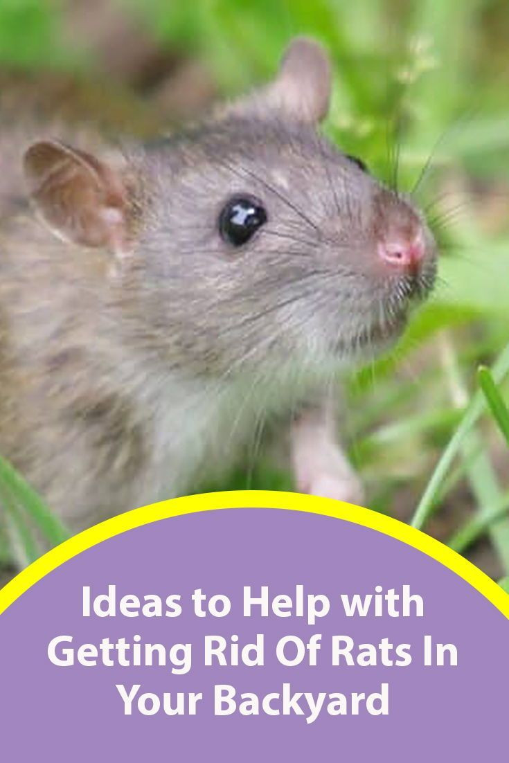 Rats In Backyard
 How to Get Rid of Rats in Your Backyard Best Methods 2020