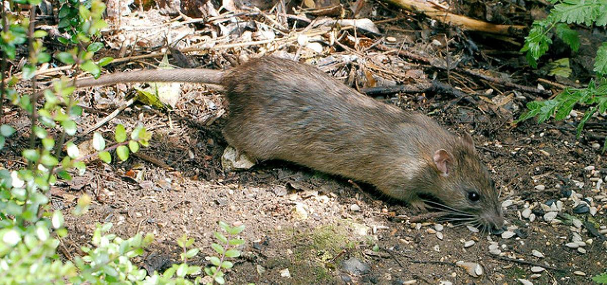 Rats In Backyard
 Tips for keeping rats out of home and garden