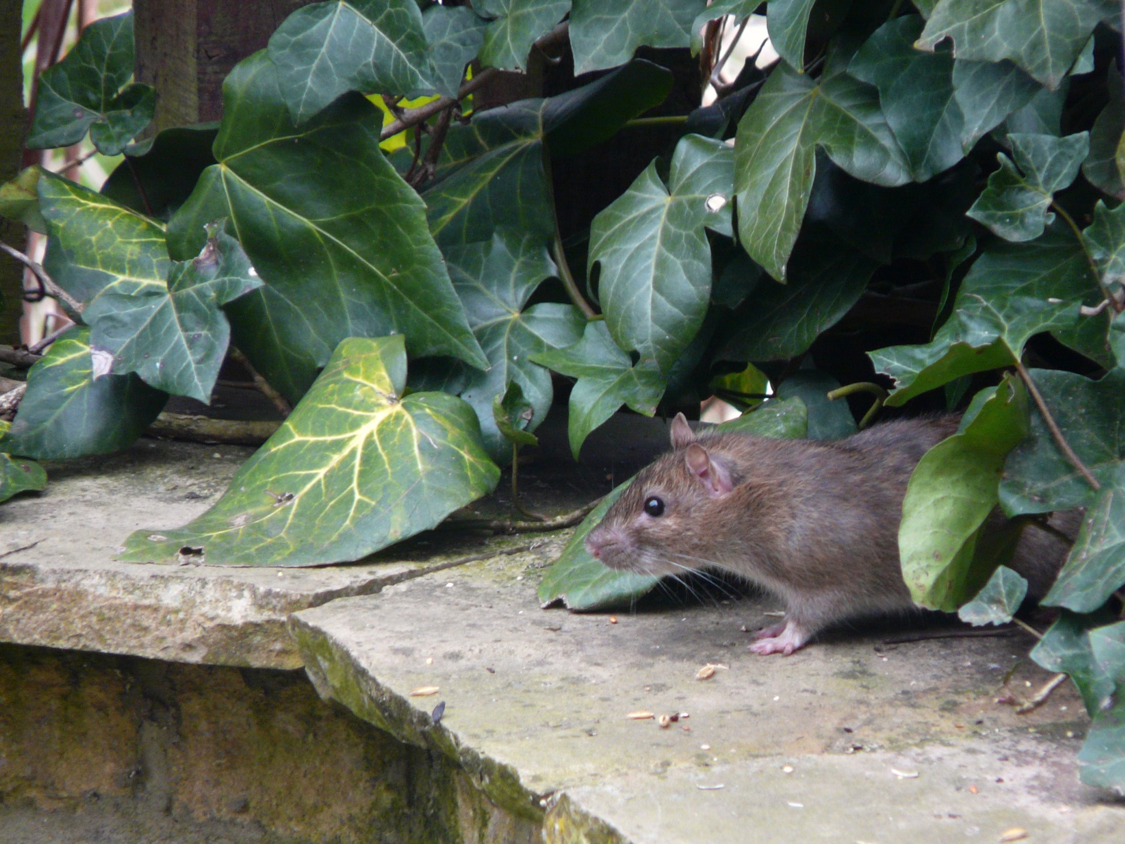 Rats In Backyard
 Urban Garden Guide