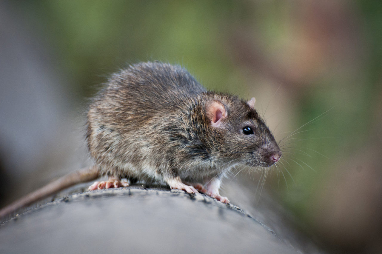 Rats In Backyard
 Getting Rid Get Rid Rats Backyard bedbugs