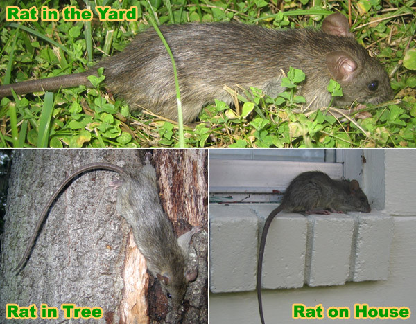 Rats In Backyard
 How to Get Rid of Rats in the Yard