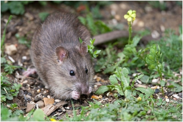 Rats In Backyard
 How Your Summer Gardening May Be Wel ing Rats in Your