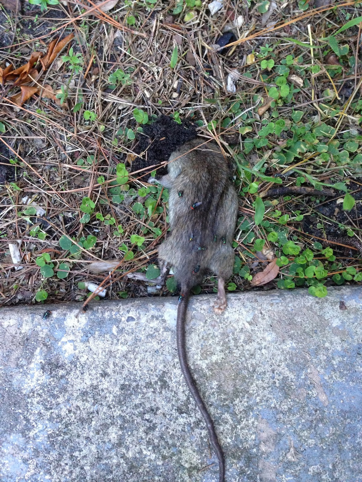 Rats In Backyard
 Living Alongside Wildlife Readers Write In Are