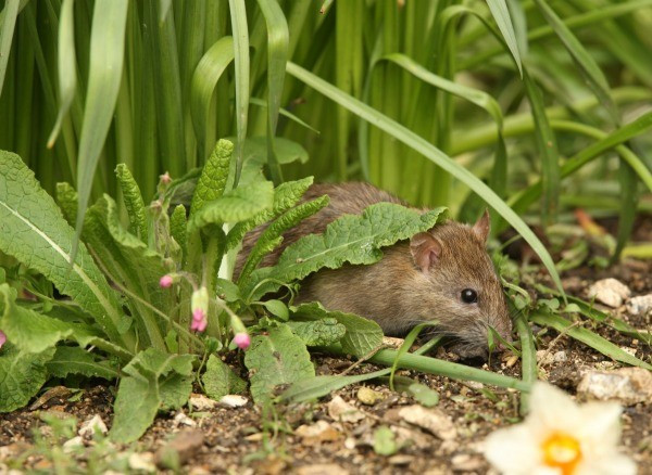 Rats In Backyard
 Getting Rid of Rats In My Yard