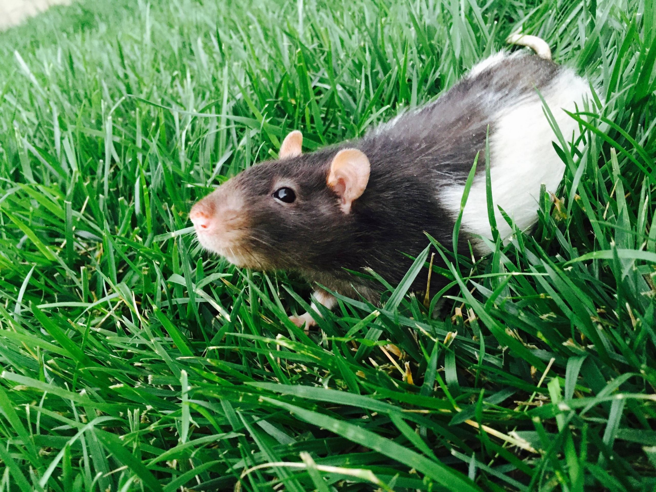 Rats In Backyard
 Moved into a new home today with a giant backyard My