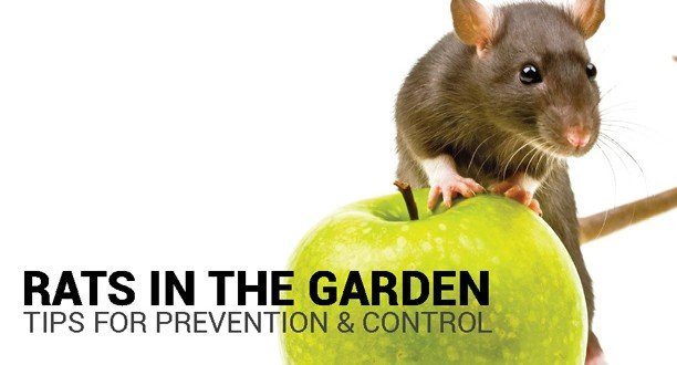 Rats In Backyard
 Preventing and Controlling Rats in the Garden