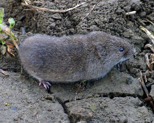 Rats In Backyard
 Savvy Housekeeping How To Remove Voles From Your Garden