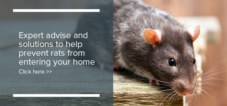 Rats In Backyard
 What type of rat is visiting your backyard deBugged