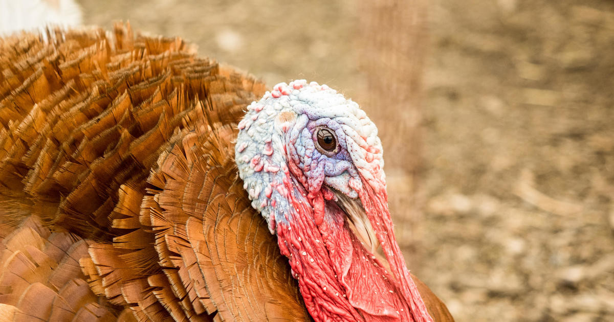 Recall On Ground Turkey
 Butterball ground turkey recall Butterball recalls 39